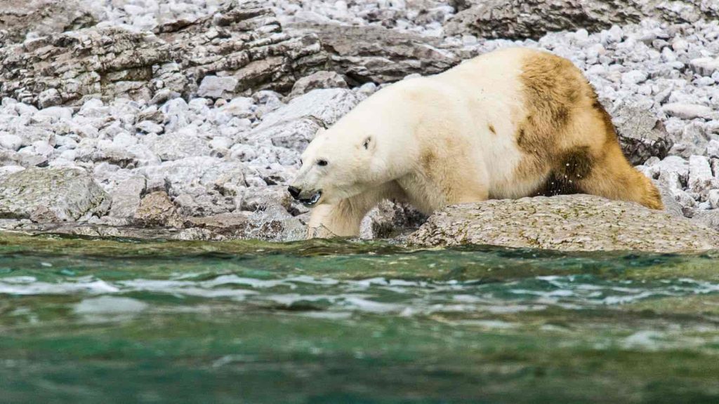 A polar bear in Ungava Bay looking for fish during the Adventure Canada  expedition